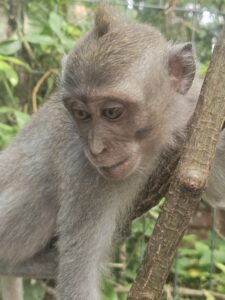 Monkey Forest
